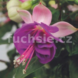 fuchsie Jollies Trailing Valence - Fuchsia Jollies Trailing Valence