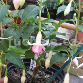 fuchsie Other Fellow - Fuchsia Other Fellow
