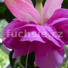 fuchsie English Rose - Fuchsia English Rose