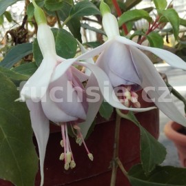 fuchsie Lavender Heaven - Fuchsia Lavender Heaven