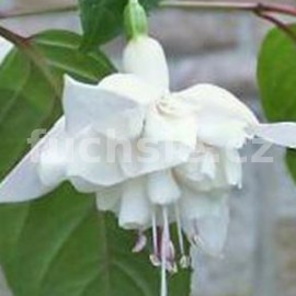 fuchsie White Galore - Fuchsia White Galore