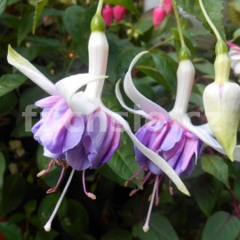 fuchsie Scherpenheuvel Jubileum - Fuchsia Scherpenheuvel Jubileum
