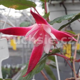 fuchsie Tinkerbell - Fuchsia Tinkerbell