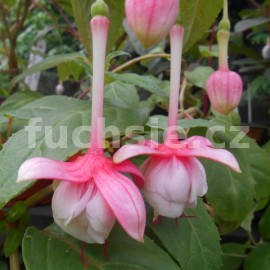 fuchsie V.V. De Pinkmaekers - Fuchsia V.V. De Pinkmaekers