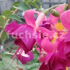 fuchsie Goldhochzeit - Fuchsia Goldhochzeit