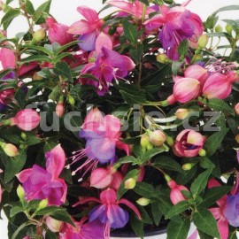 fuchsie Fuchsini Double Rose Blue - Fuchsia Fuchsini Double Rose Blue