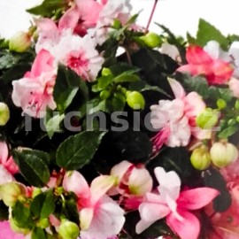fuchsie Double Pink White - Fuchsia Double Pink White