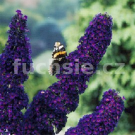komule Davidova Black Knight - Buddleja davidii Black Knight