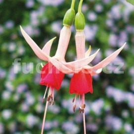 fuchsie Mrs. W. Rundle - Fuchsia Mrs. W. Rundle