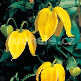 plamnek vchodn - Clematis tangutica