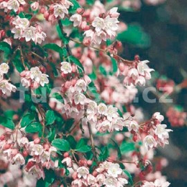 trojpuk thl Nikko - Deutzia gracilis Nikko