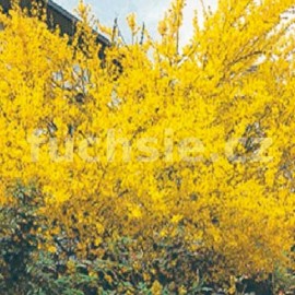 zlatice prostedn Lynwood - Forsythia  intermedia Lynwood