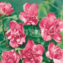 ibiek syrsk Ardens - Hibiscus syriacus Ardens