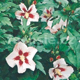 ibiek syrsk Ardens - Hibiscus syriacus Ardens
