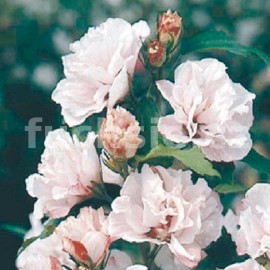 ibiek syrsk Ardens - Hibiscus syriacus Ardens