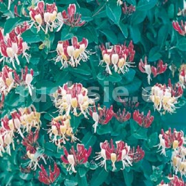 zimolez Brownův Dropmore Scarlet - Lonicera × brownii Dropmore Scarlet