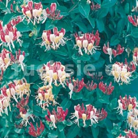 zimolez Brownv Dropmore Scarlet - Lonicera  brownii Dropmore Scarlet