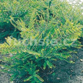 zimolez Brownv Dropmore Scarlet - Lonicera  brownii Dropmore Scarlet