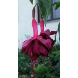 fuchsie Billberry Sorbet - Fuchsia Billberry Sorbet